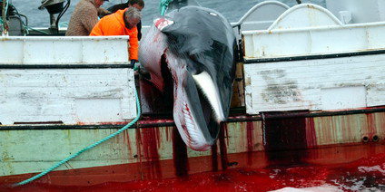 Walfang-Verbot steht auf der Kippe