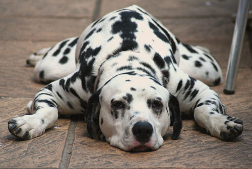 Un Britannique interdit de chiens après avoir rendu son dalmatien obèse