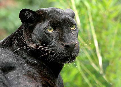 Schwarzer Panther auf Bommelscheuer
